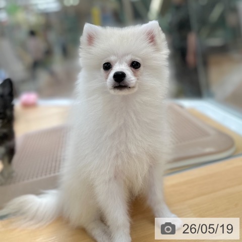 ポメラニアンの写真