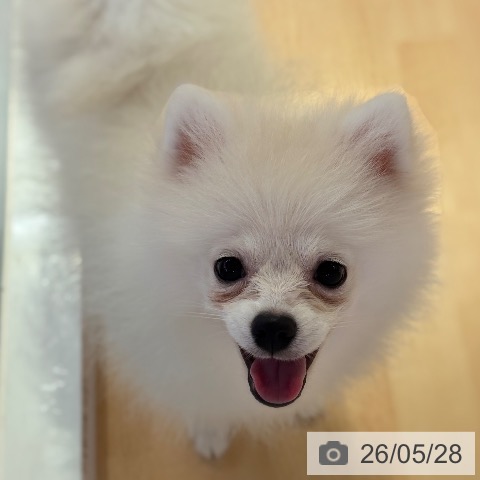 ポメラニアンの写真