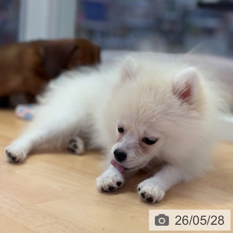ポメラニアンの写真