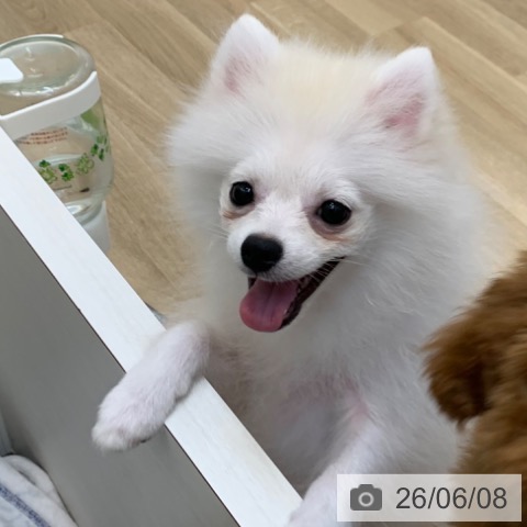 ポメラニアンの写真