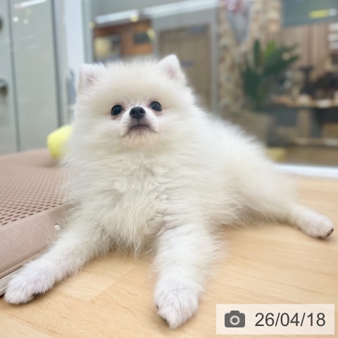 ポメラニアンの写真