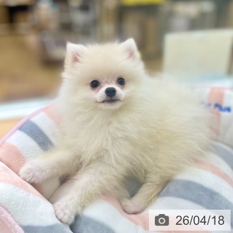 ポメラニアンの写真