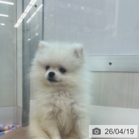 ポメラニアンの写真