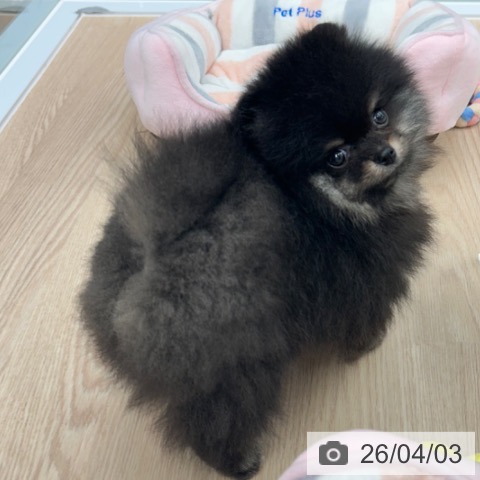 ポメラニアンの写真