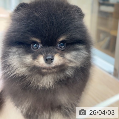 ポメラニアンの写真