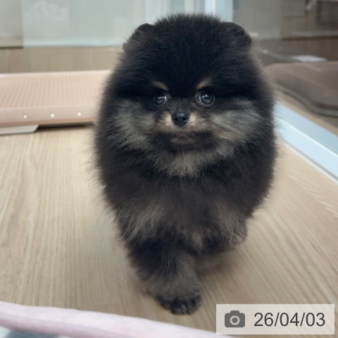 ポメラニアンの写真