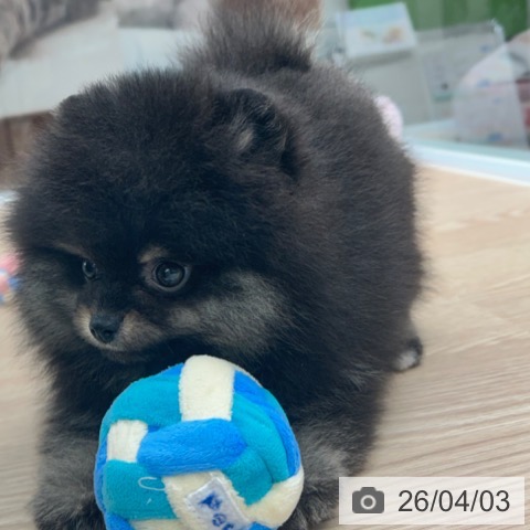 ポメラニアンの写真