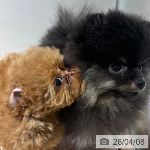 兵庫県のポメラニアン (ペットプラス 神戸三宮店/2026年1月31日生まれ/男の子/ブラックタン)の子犬の4枚目の画像