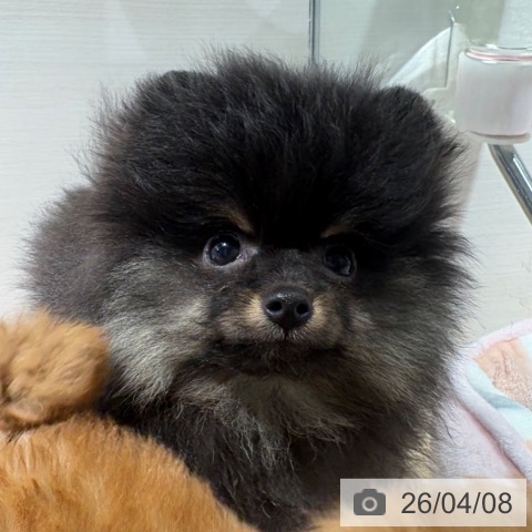 兵庫県のポメラニアン (ペットプラス 神戸三宮店/2026年1月31日生まれ/男の子/ブラックタン)の子犬の3枚目の画像