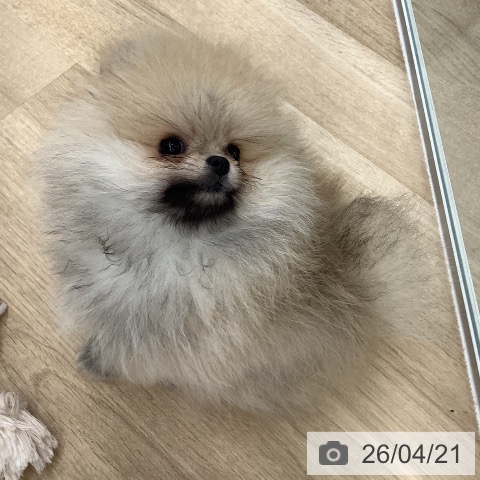 大阪府のポメラニアン (ペットプラス りんくう泉南店/2026年1月27日生まれ/男の子/クリームセーブル)の子犬の4枚目の画像