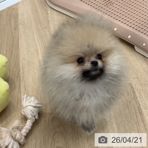 大阪府のポメラニアン (ペットプラス りんくう泉南店/2026年1月27日生まれ/男の子/クリームセーブル)の子犬の3枚目の画像