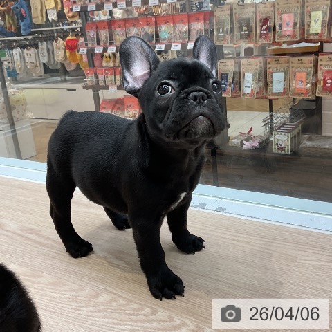 フレンチ・ブルドッグの写真