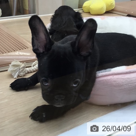 フレンチ・ブルドッグの写真