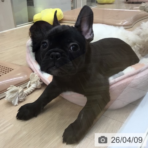 フレンチ・ブルドッグの写真