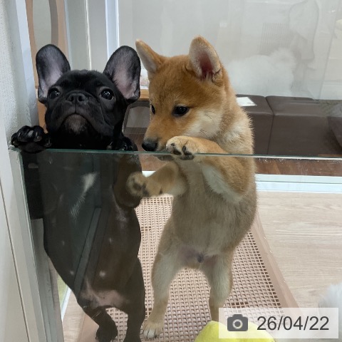 フレンチ・ブルドッグの写真