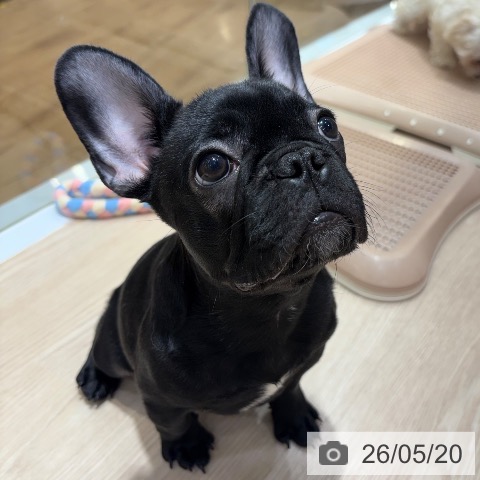 フレンチ・ブルドッグの写真