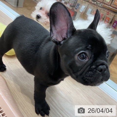 フレンチ・ブルドッグの写真