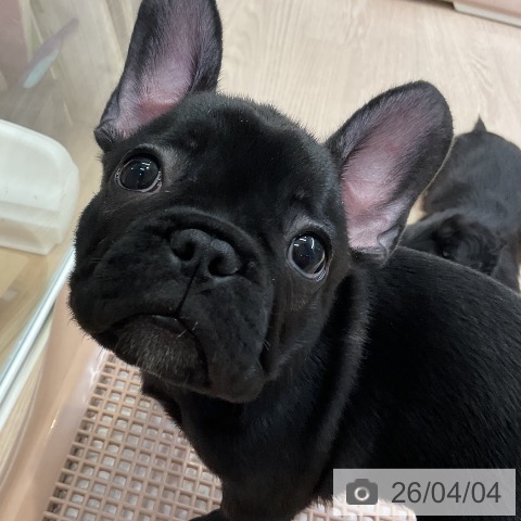 フレンチ・ブルドッグの写真