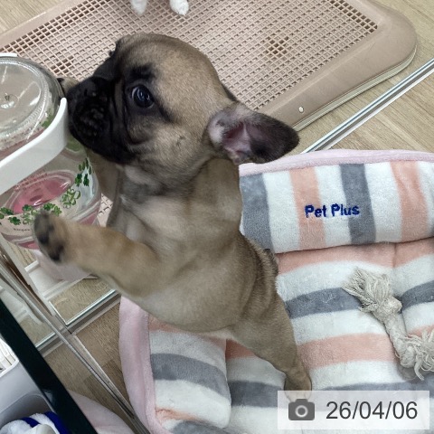 大阪府のフレンチブルドッグ (ペットプラス りんくう泉南店/2026年1月24日生まれ/女の子/フォーン)の子犬の4枚目の画像