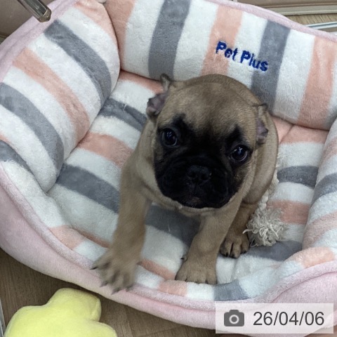 大阪府のフレンチブルドッグ (ペットプラス りんくう泉南店/2026年1月24日生まれ/女の子/フォーン)の子犬の3枚目の画像