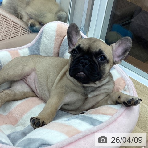 大阪府のフレンチブルドッグ (ペットプラス りんくう泉南店/2026年1月24日生まれ/女の子/フォーン)の子犬の3枚目の画像