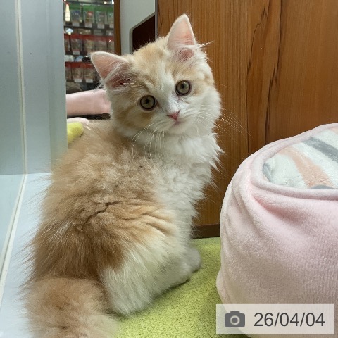 スコティッシュフォールドの写真