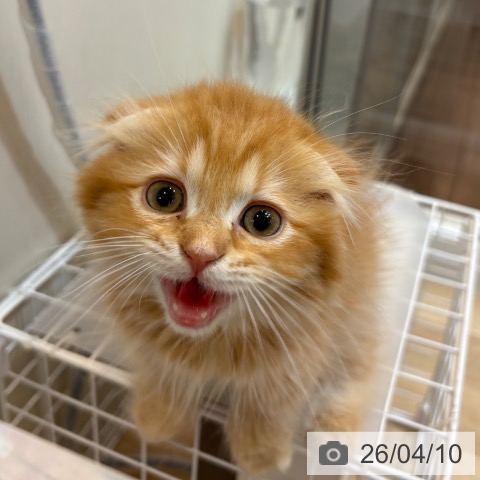 京都府のスコティッシュフォールド (ペットプラス イオンモールKYOTO店/2026年1月30日生まれ/男の子/レッドタビー)の子猫の4枚目の画像