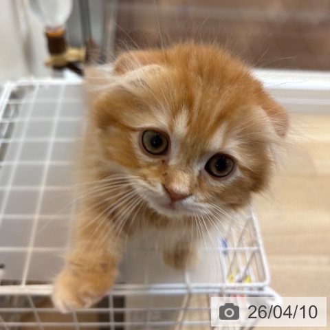 京都府のスコティッシュフォールド (ペットプラス イオンモールKYOTO店/2026年1月30日生まれ/男の子/レッドタビー)の子猫の3枚目の画像
