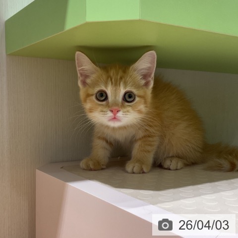 スコティッシュフォールドの写真