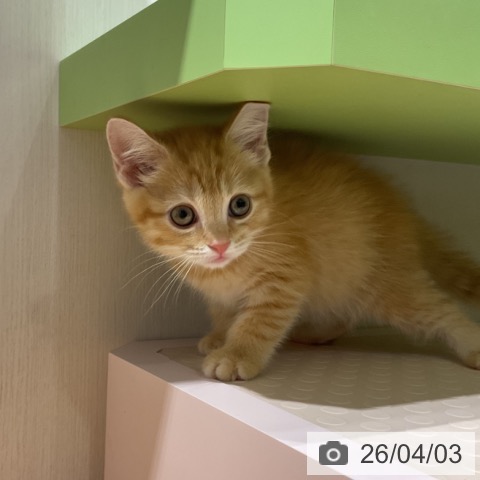 スコティッシュフォールドの写真