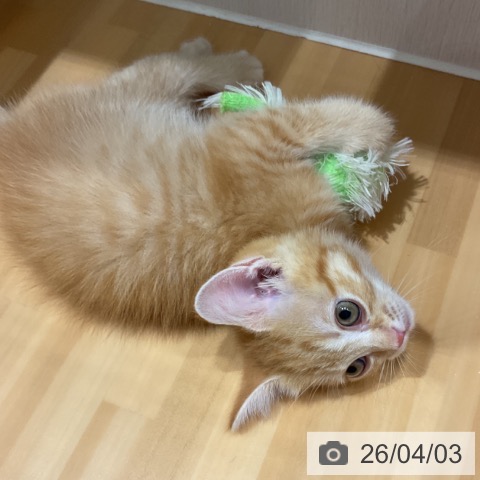 スコティッシュフォールドの写真