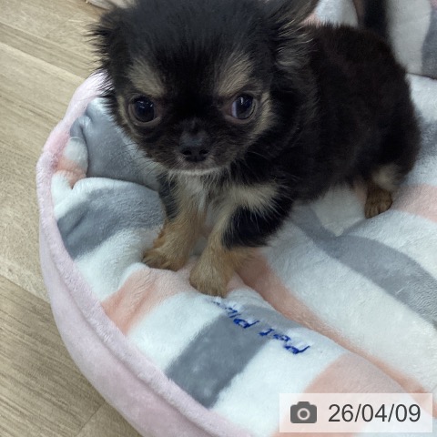 大阪府のチワワ(ロング) (ペットプラス りんくう泉南店/2026年1月30日生まれ/女の子/ブラックタン)の子犬の3枚目の画像