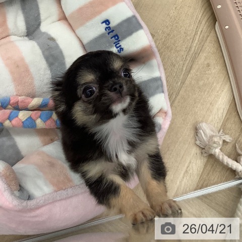 大阪府のチワワ(ロング) (ペットプラス りんくう泉南店/2026年1月30日生まれ/女の子/ブラックタン)の子犬の4枚目の画像
