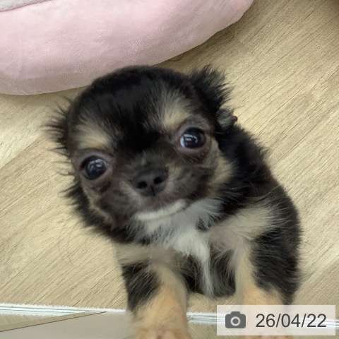 大阪府のチワワ(ロング) (ペットプラス りんくう泉南店/2026年1月30日生まれ/女の子/ブラックタン)の子犬の3枚目の画像