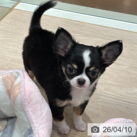 千葉県のチワワ(ロング) (ペットプラス ユーカリが丘店/2026年1月30日生まれ/男の子/ブラックタンホワイト)の子犬の3枚目の画像