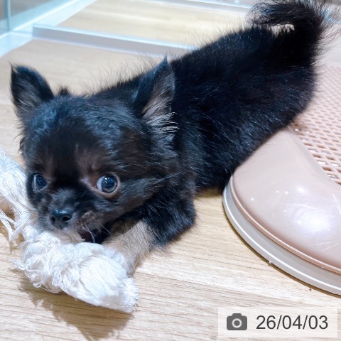 大阪府のチワワ(ロング) (ペットプラス イオン大日店/2026年1月30日生まれ/男の子/ブラックタン)の子犬の4枚目の画像