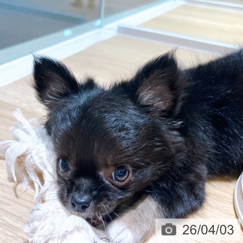 大阪府のチワワ(ロング) (ペットプラス イオン大日店/2026年1月30日生まれ/男の子/ブラックタン)の子犬の3枚目の画像