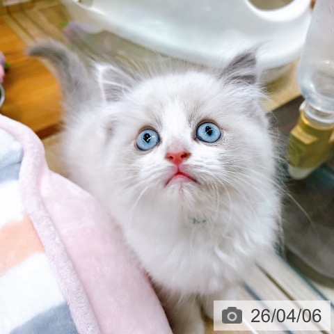 ラグドールの写真