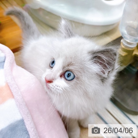 ラグドールの写真