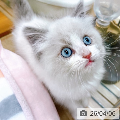 ラグドールの写真