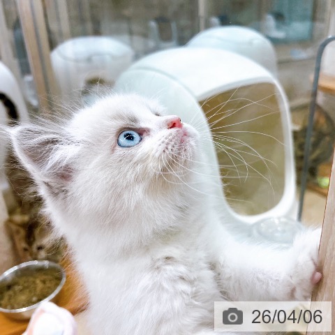 ラグドールの写真