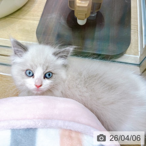 ラグドールの写真