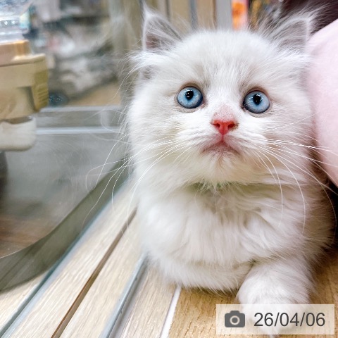 ラグドールの写真