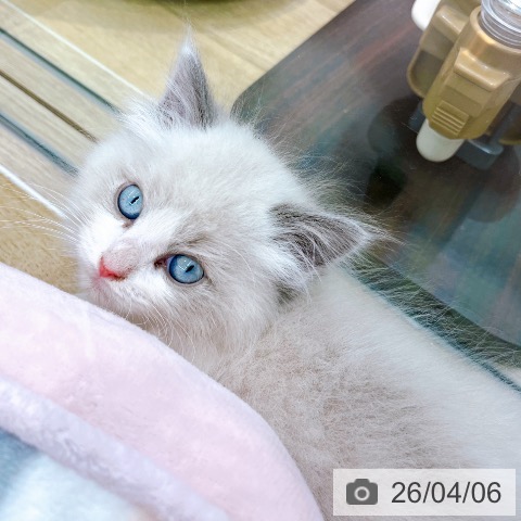 ラグドールの写真