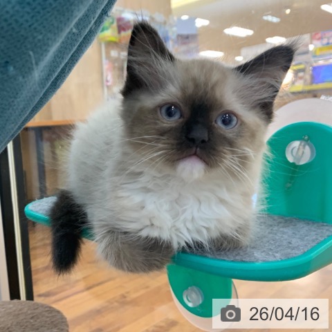 京都府のラグドール (ペットプラス 久御山店/2026年2月3日生まれ/男の子/シールポイントミテッド)の子猫の4枚目の画像