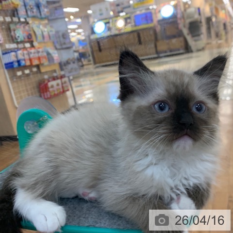 京都府のラグドール (ペットプラス 久御山店/2026年2月3日生まれ/男の子/シールポイントミテッド)の子猫の3枚目の画像