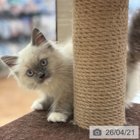大阪府のラグドール (ペットプラス 大阪ドームシティ店/2026年2月3日生まれ/男の子/ブルーポイントミテッド)の子猫の4枚目の画像