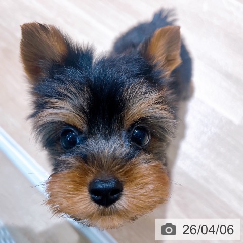 ヨークシャー・テリアの写真