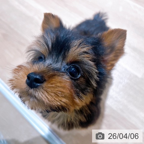 ヨークシャー・テリアの写真