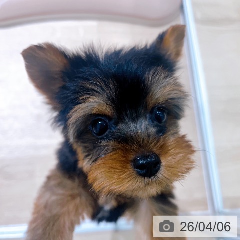 ヨークシャー・テリアの写真